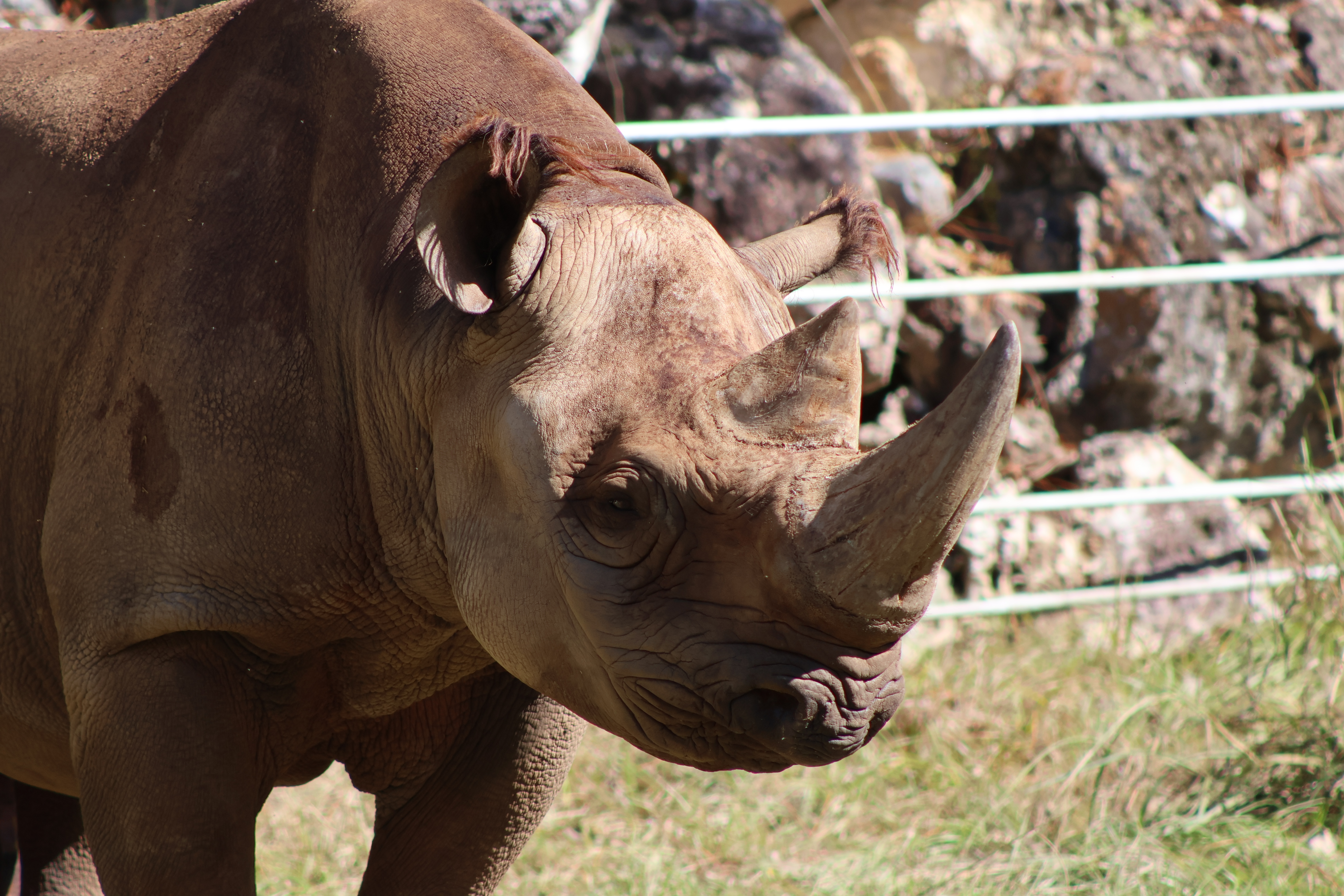 Black rhinoceros