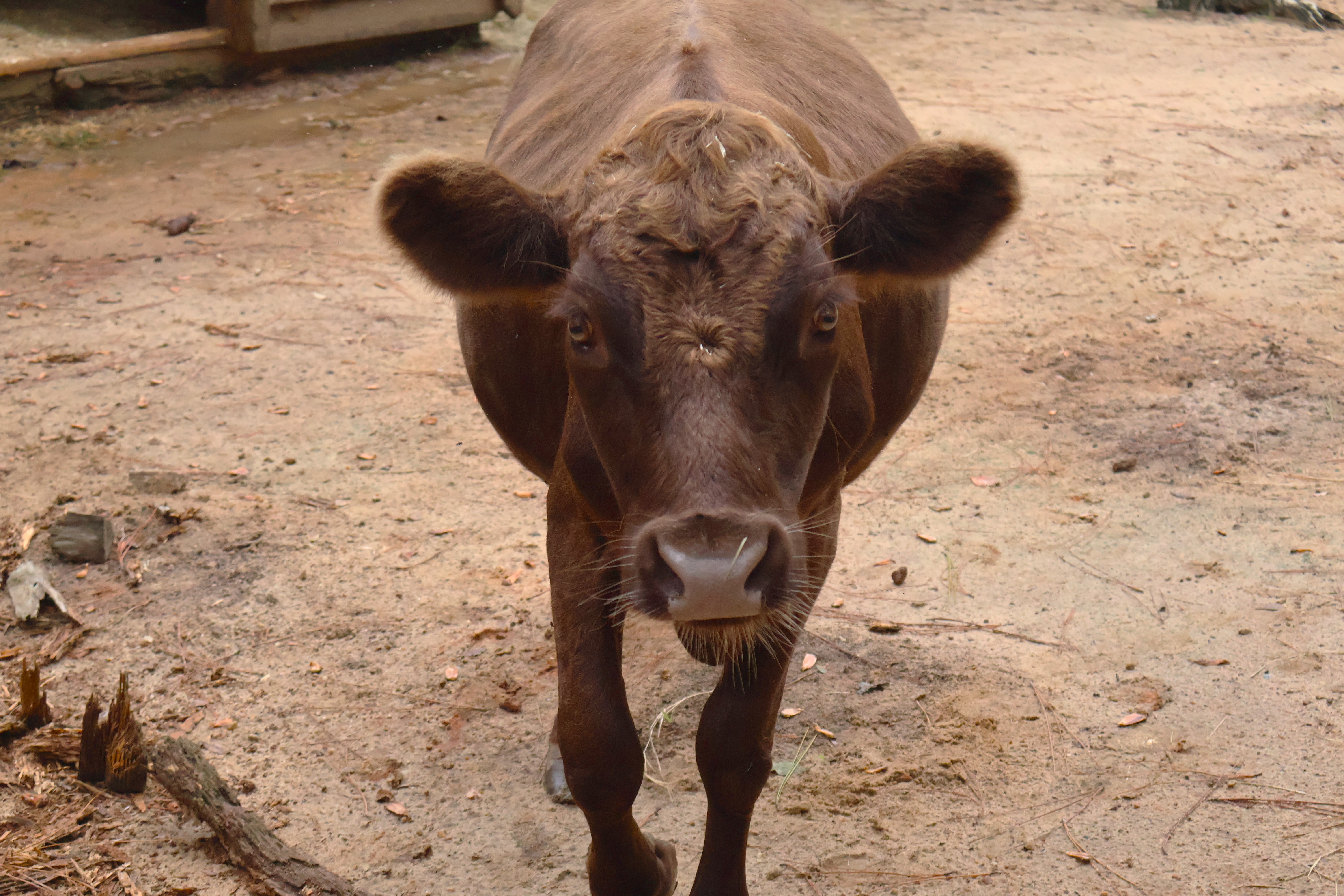 Domestic cow/ox