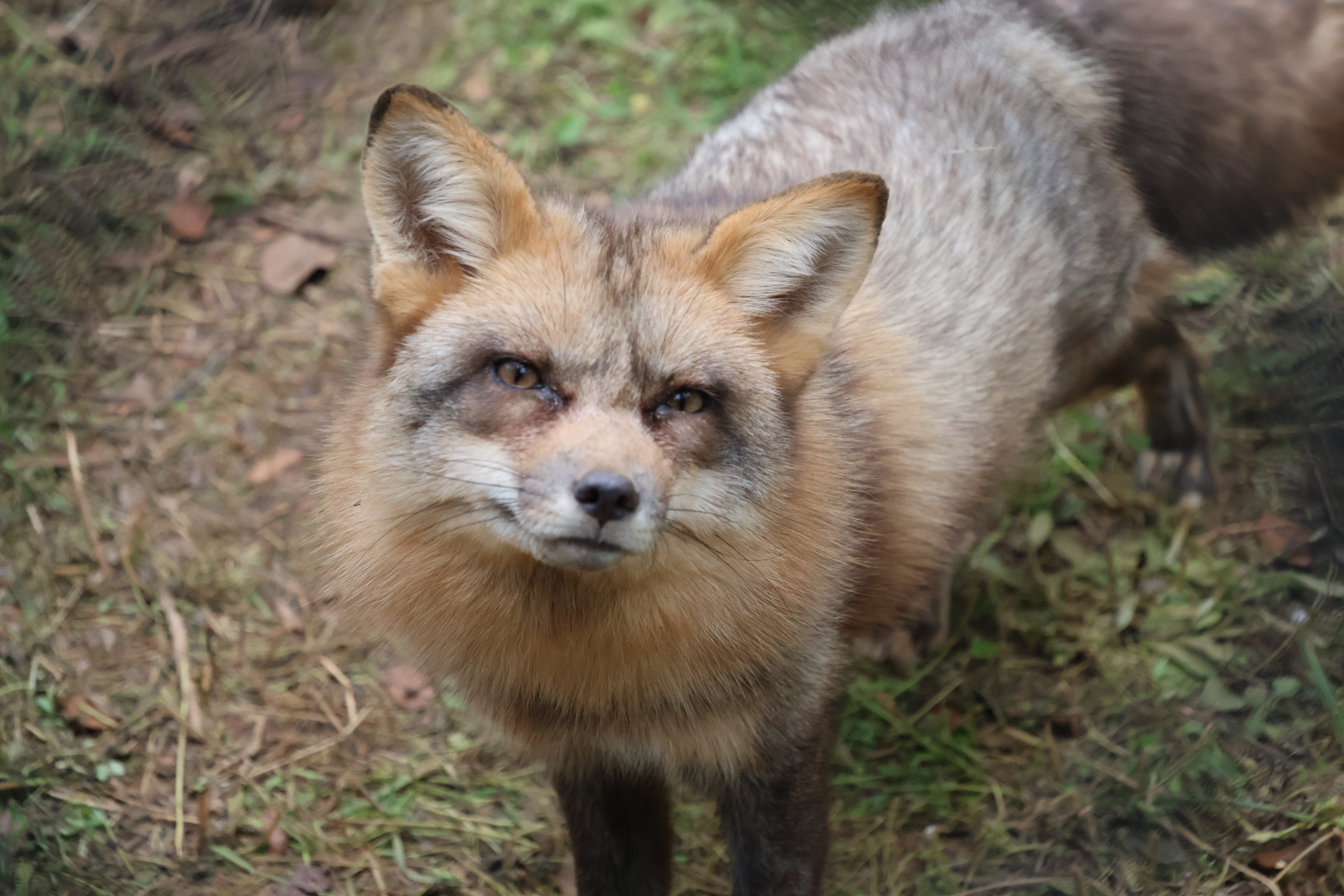 Red fox