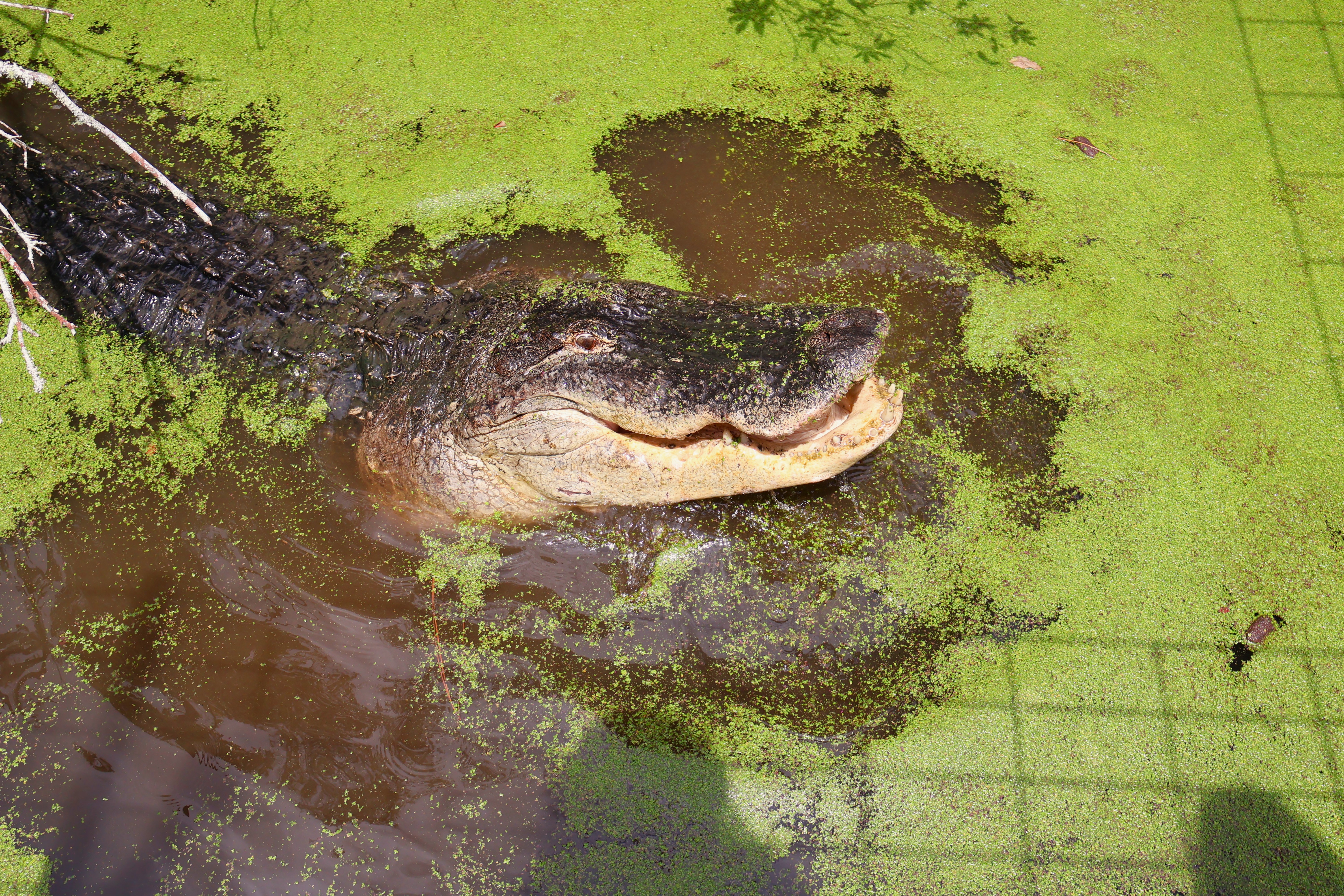 American Alligator