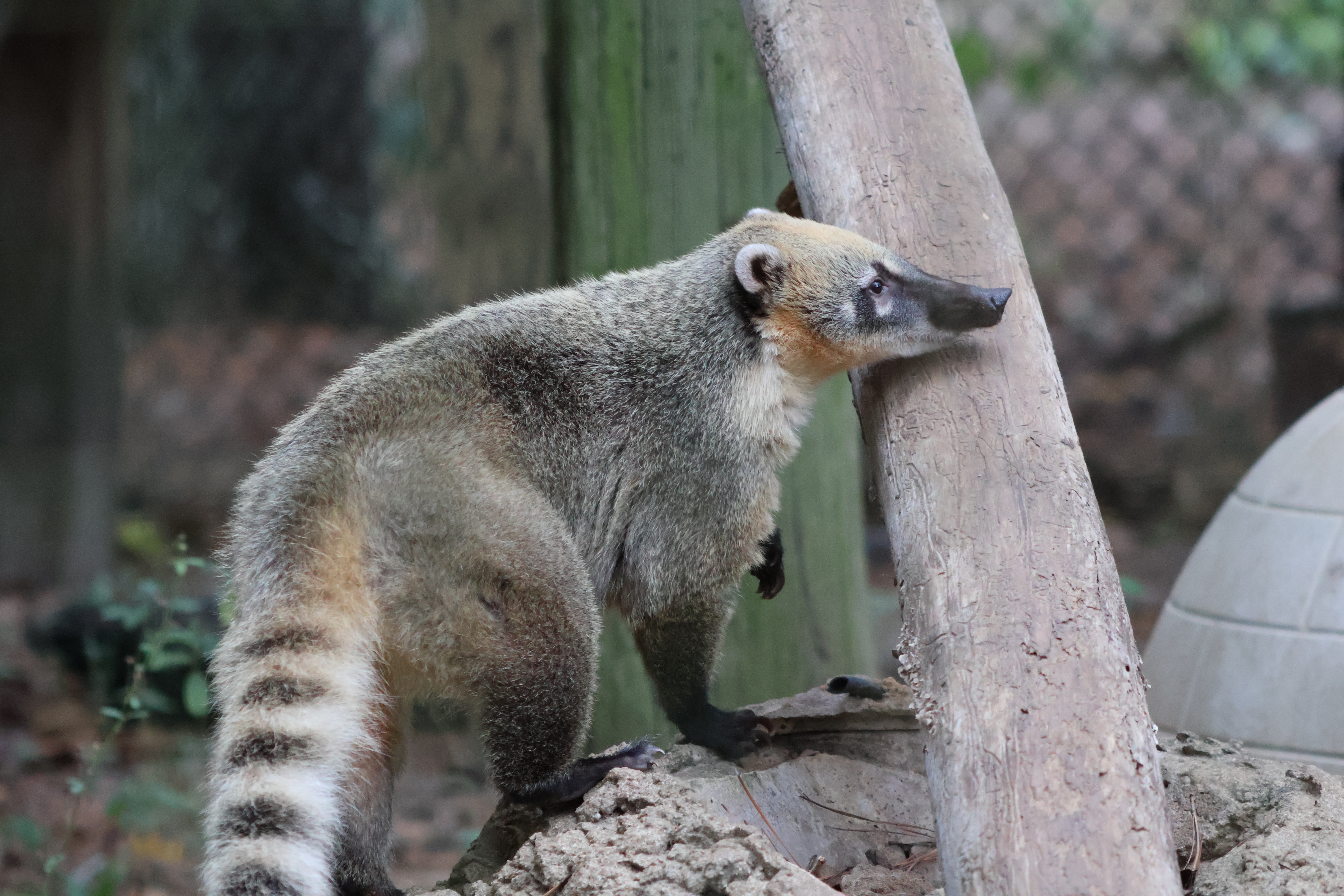 Brown-nosed coati