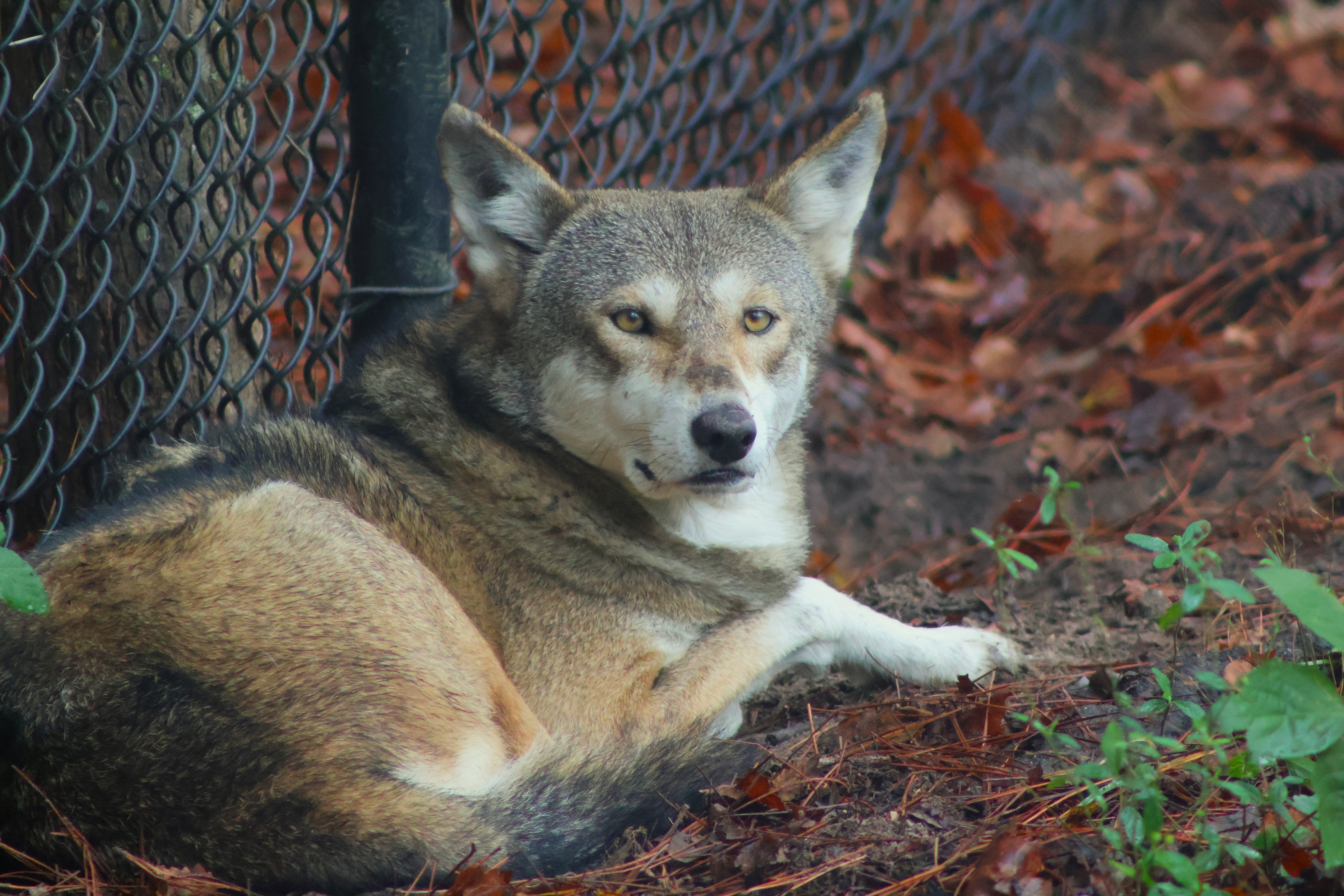 Red wolf