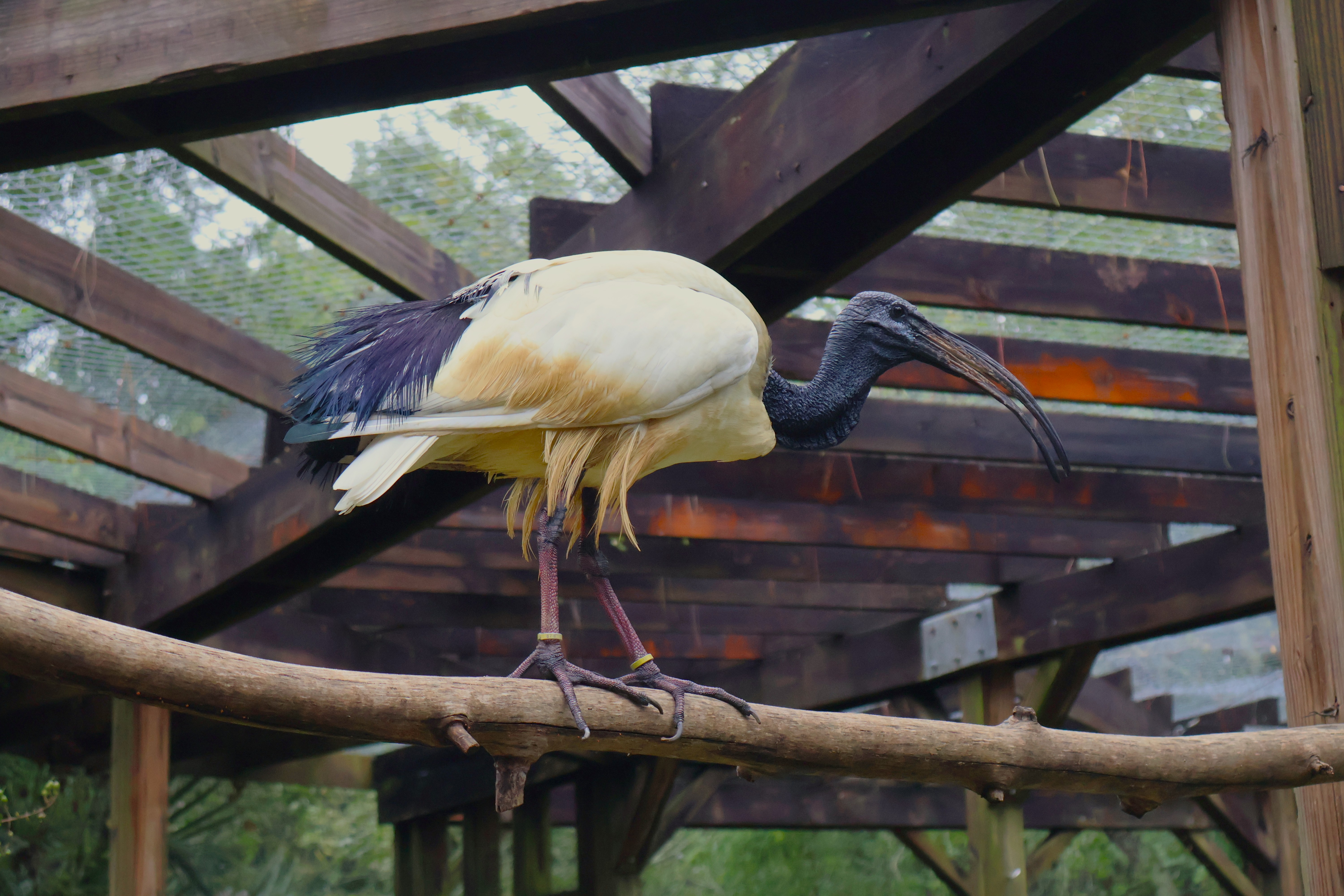 Sacred ibis