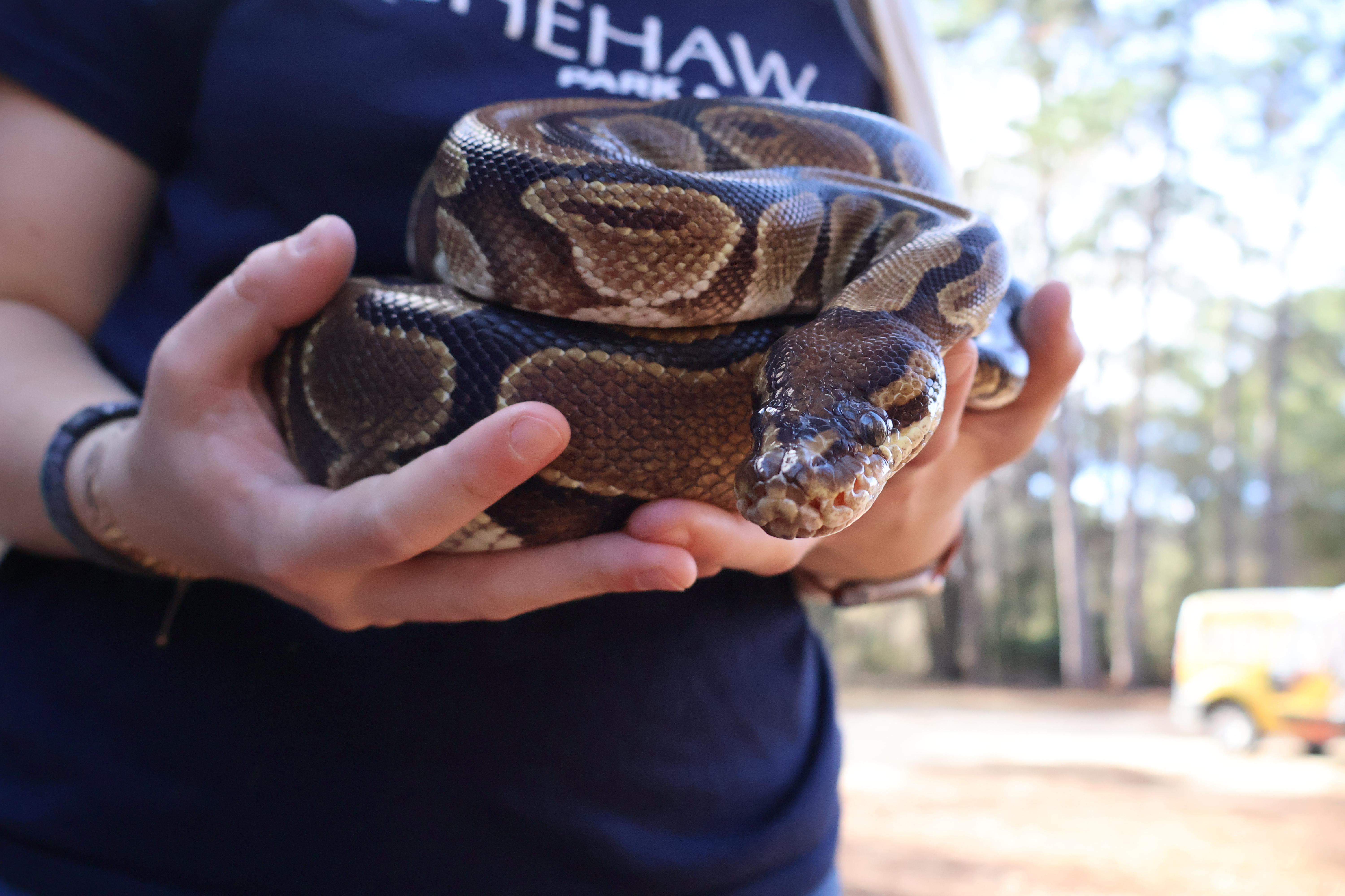 Royal/ball python