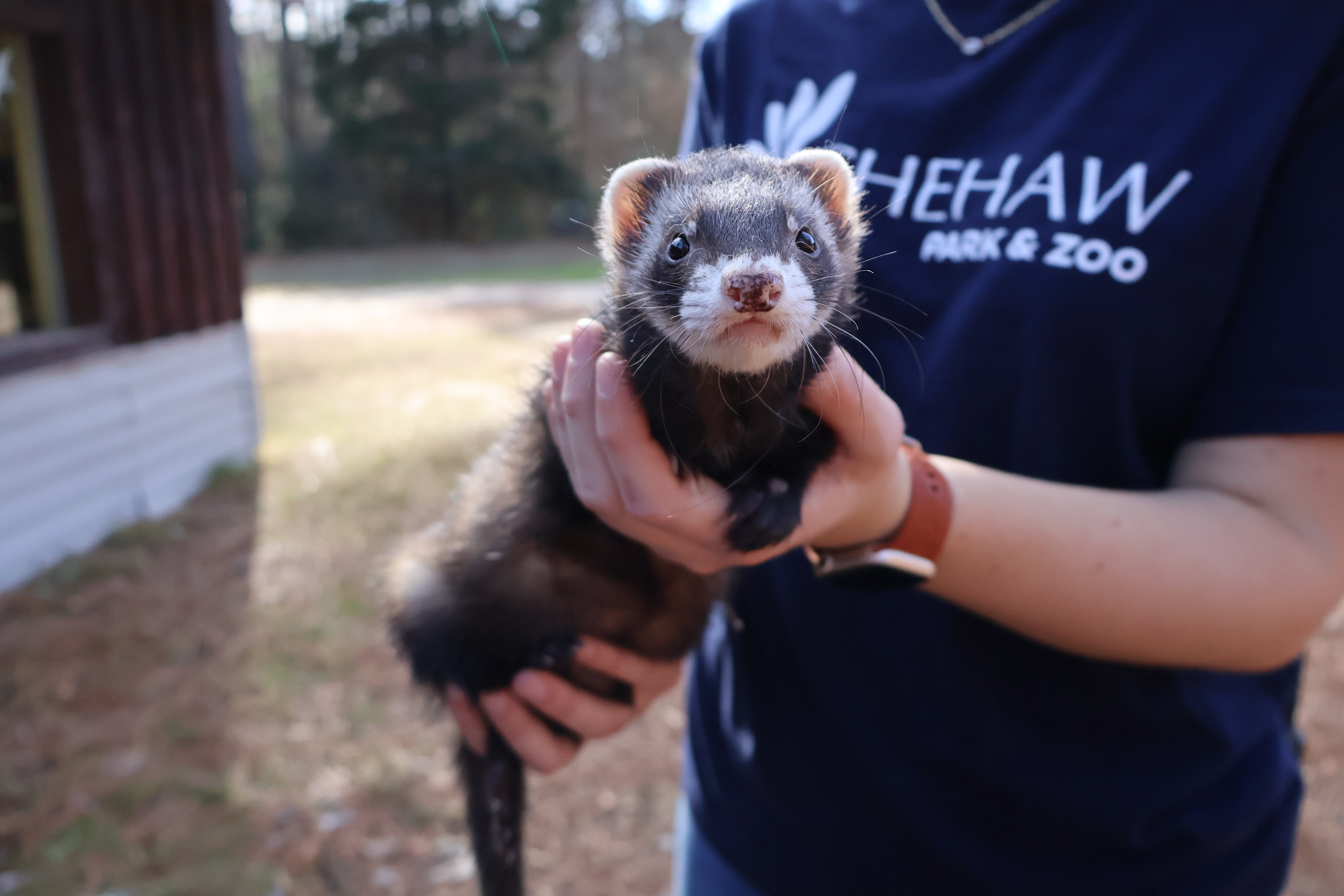 Ferrets