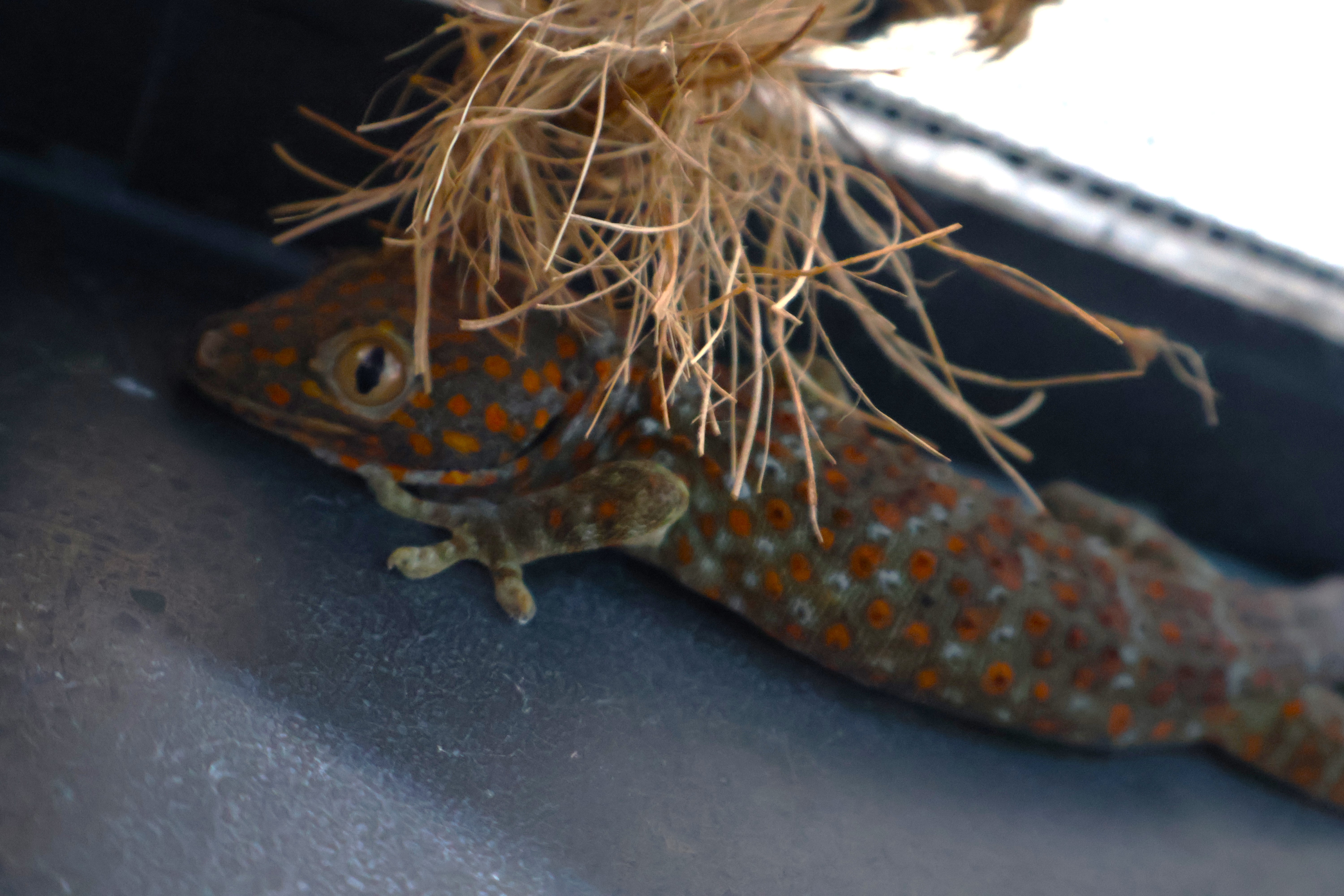 Tokay Gecko